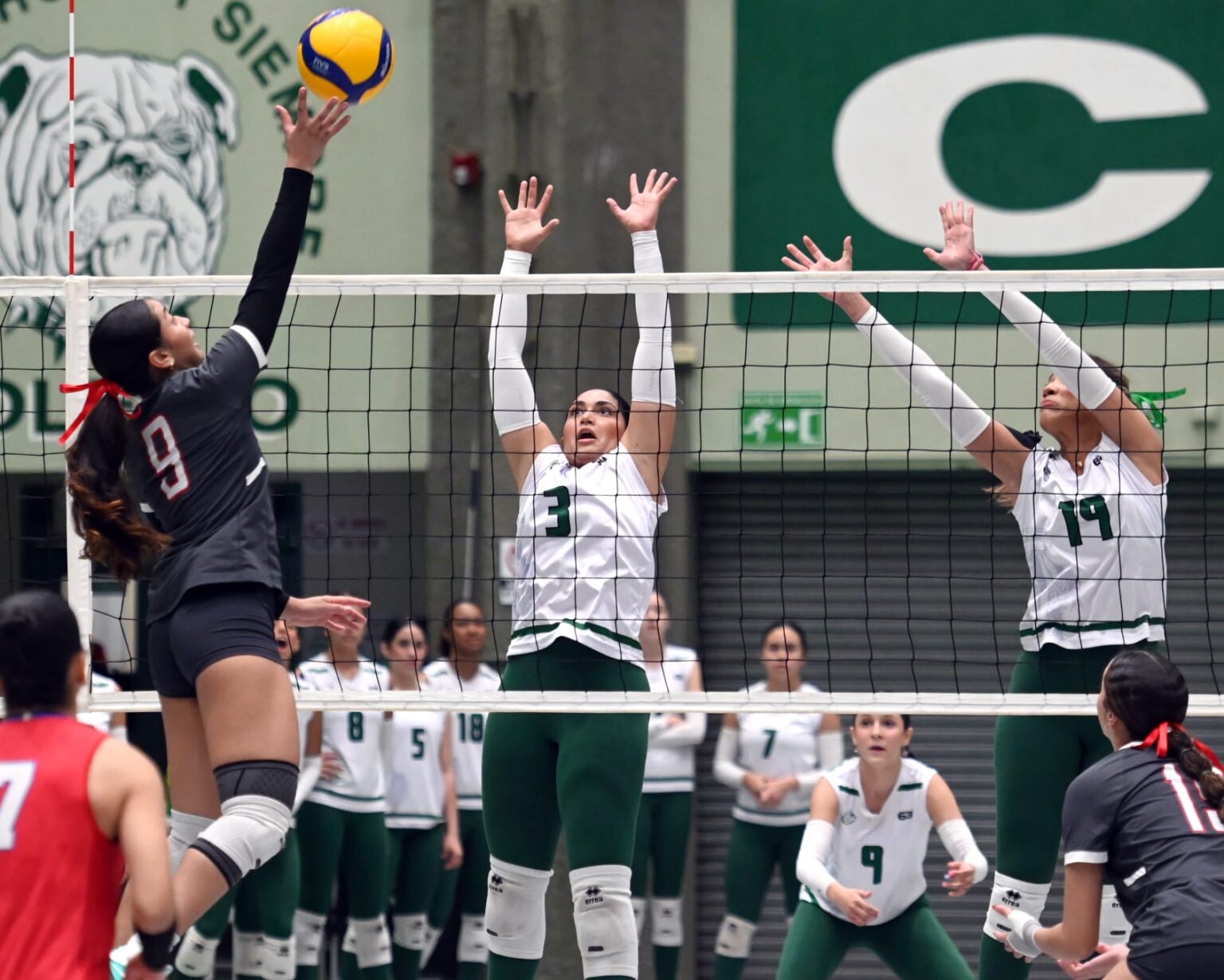 las taínas de la uagm pasan a la su sexta final del voleibol en la lai. (luis f. minguela lai)